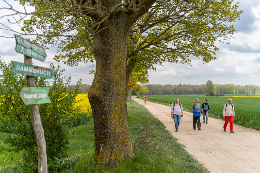 Fernwanderweg E9 in Jager mit Ahornbäumen