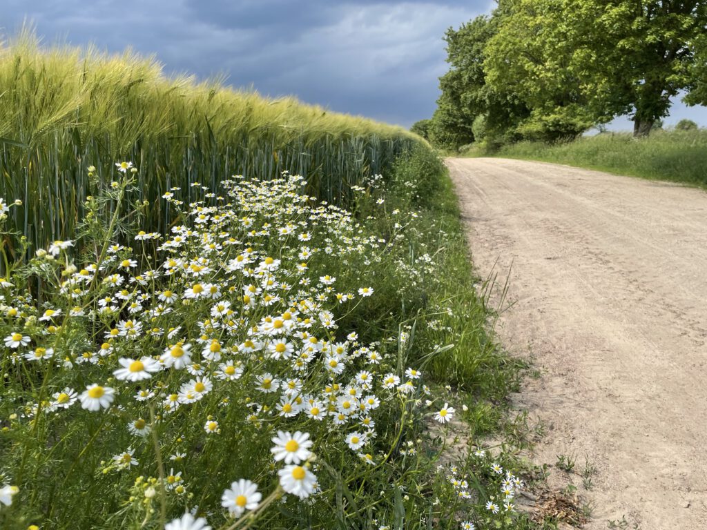 Pilgerweg mit Kamille, Gerstenfeld und Ahornreihe in Jager