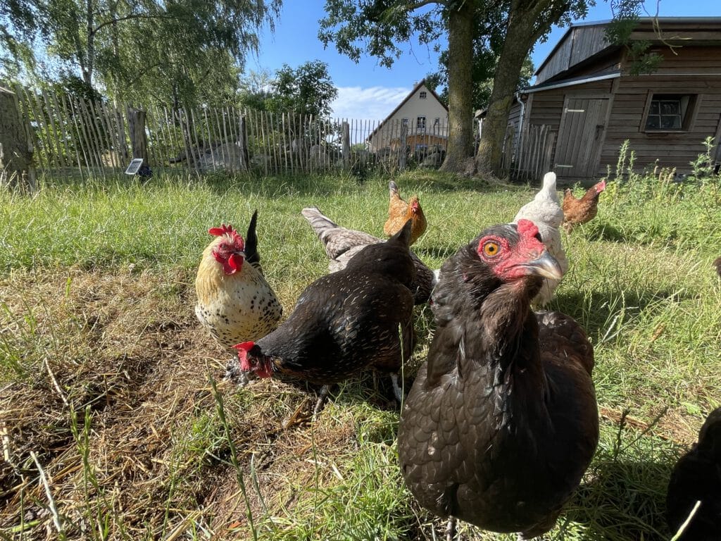 Bunte Hühnerschar vor der Herberge