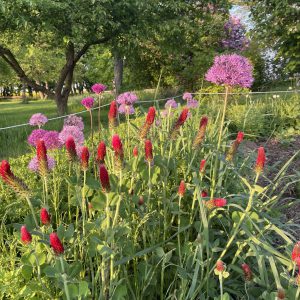 Gartenblumen mit Inkarnatklee, Zierlauch und alten Obstbäumen